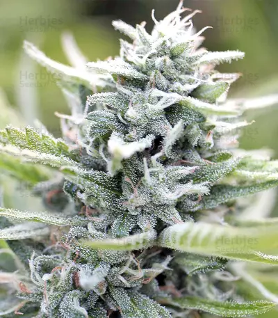 Big Freeze (Big Head Seeds) Cannabis-Samen