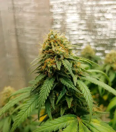 Blue Cheese strain