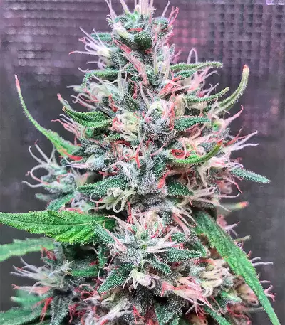 Bruce Banner #3 (Big Head Seeds) Cannabis-Samen