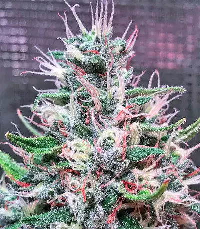 Bruce Banner #3 (Big Head Seeds) Cannabis-Samen