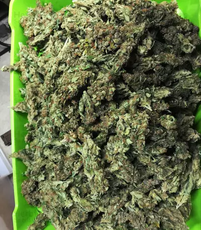 CBD 1:1 Silver Lime Haze Autoflower (Seedstockers)