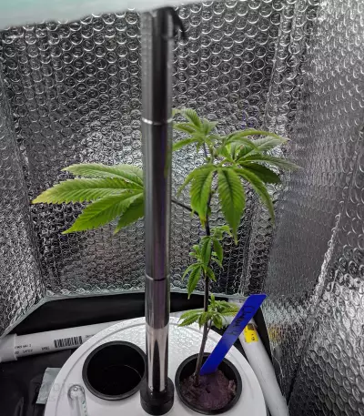 Chemdawg #4 (Big Head Seeds) Cannabis-Samen