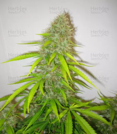 Critical Jack Herer (Delicious Seeds)