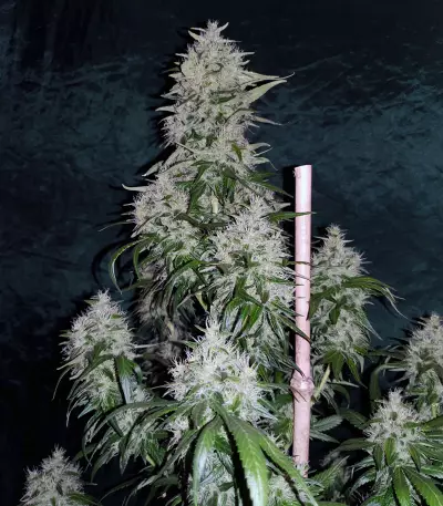 Dinamed CBD Plus (Dinafem Seeds) Cannabis-Samen