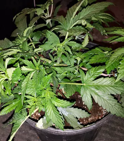 Dogstar Dawg (Big Head Seeds) Cannabis-Samen