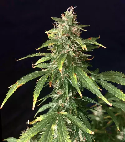 Dreamberry Auto (Auto Seeds) Cannabis-Samen