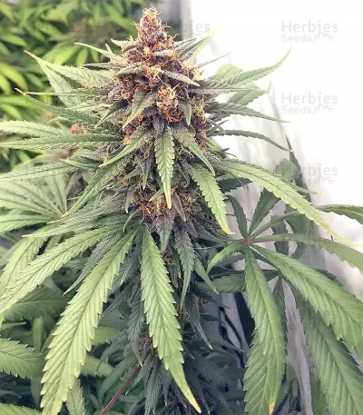 Durban Regular (CannaBioGen) Cannabis-Samen