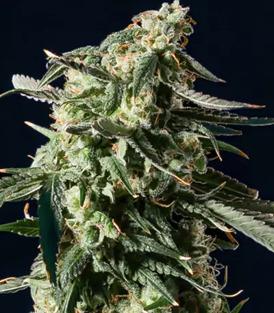 Girl Scout Cookies Auto (BlimBurn Seeds) Cannabis-Samen