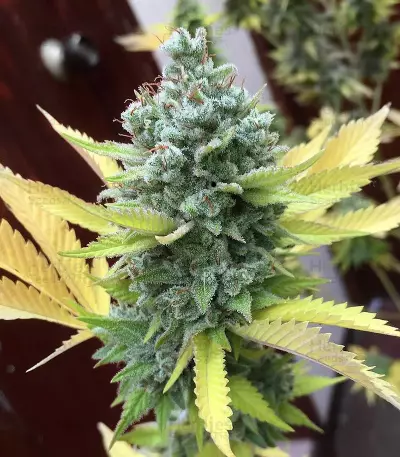 GG#4 Original Glue (BlimBurn Seeds) Cannabis-Samen