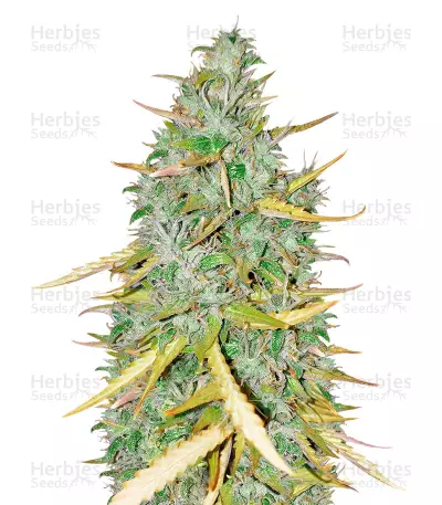 High Mass ASB Giant Auto (Xtreme Seeds) Cannabis-Samen