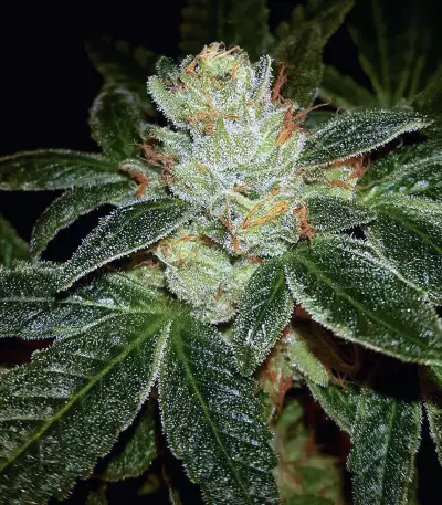 Josh D OG (Karma Genetics) Cannabis-Samen
