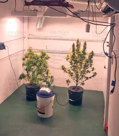 Kripple Roulette (Dr. Krippling Seeds) Cannabis-Samen