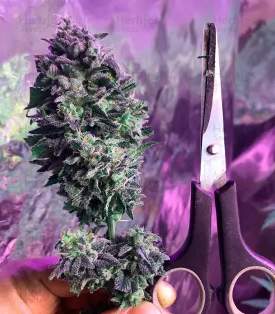 Laughing Buddha feminisierte Samen (Barney’s Farm)