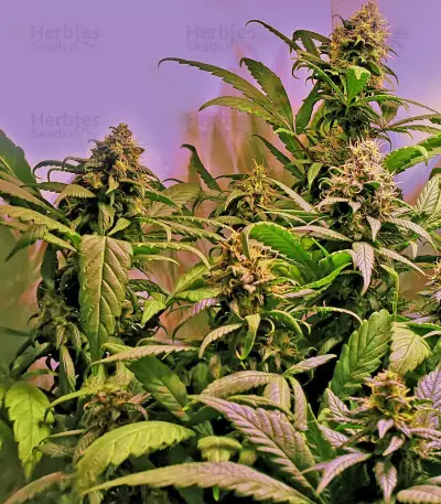 Lemon OG Kush (DNA Genetics) Cannabis-Samen