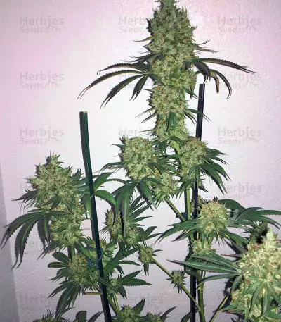 Nepal Kush (Flying Dutchmen) Cannabis-Samen