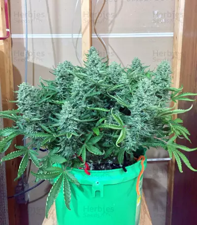 Northern Cheese Haze Auto (Mephisto Genetics) Cannabis-Samen