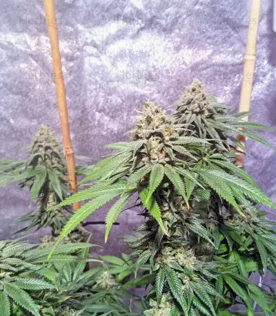 OG Kush CBD (Dinafem Seeds) Cannabis-Samen