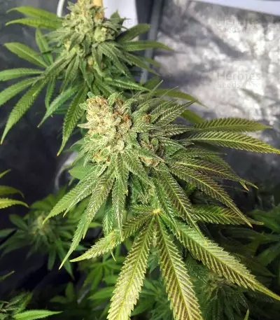 OG Kush CBD (Dinafem Seeds) Cannabis-Samen
