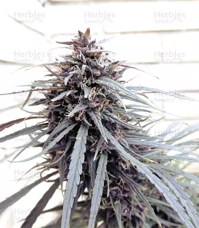 Purple Haze x Malawi (Ace Seeds) Cannabis-Samen