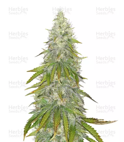 Santa Marta Haze (Seedstockers) Cannabis-Samen