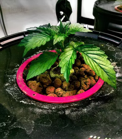 Waist Deep Auto (Heavyweight Seeds) Cannabis-Samen