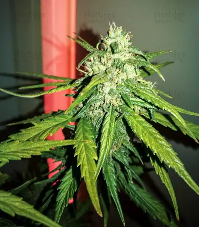 White Crystal Meth Auto cannabis strain