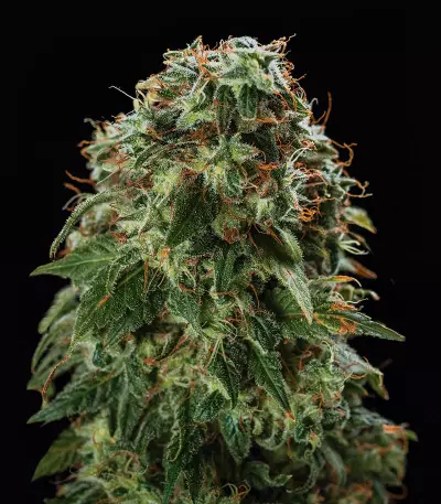 Zombie Death Fuck (BlimBurn Seeds) Cannabis-Samen