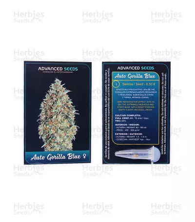 Auto Gorilla Blue (Advanced Seeds) Cannabis-Samen
