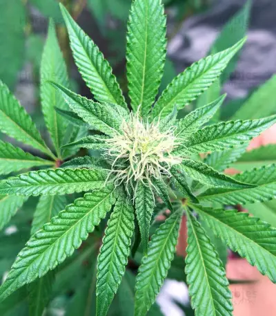 Chempie (Ripper Seeds)