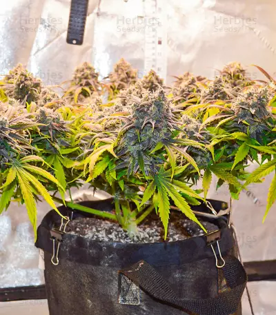 Crystal WW Autoflower feminisierte Samen (EGS)