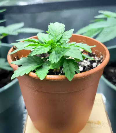 Delicious Cookies Early Version feminisierte Samen (Delicious Seeds)