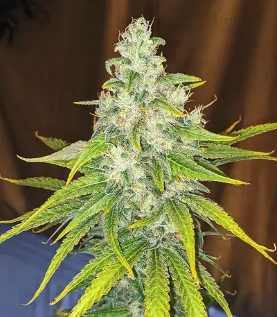Eleven Roses Early Version feminisierte Samen (Delicious Seeds)