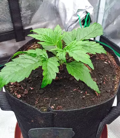 Exodus Cheese Auto CBD (GHS) Cannabis-Samen