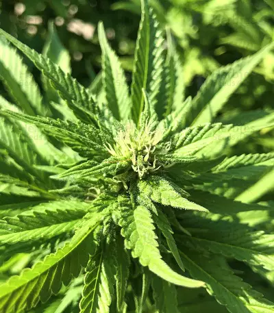 Gorilla G4 Auto (BlimBurn Seeds) Cannabis-Samen
