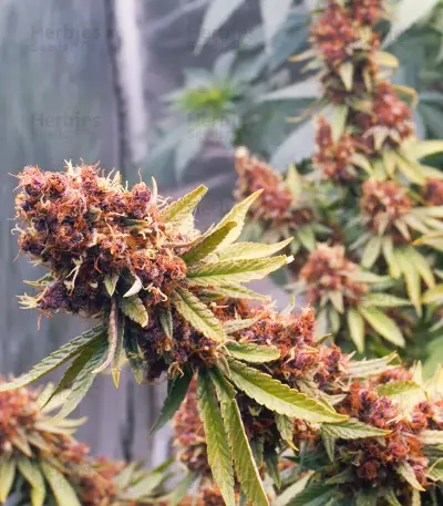 Purple Punch OG Samen feminisiert (Sweet Seeds)