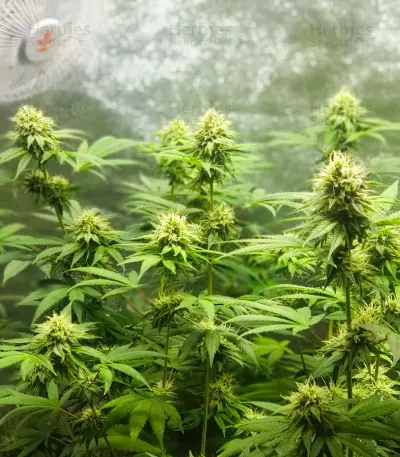 Purple Punch x Lemon Drizzle feminisierte Samen (Barney’s Farm)