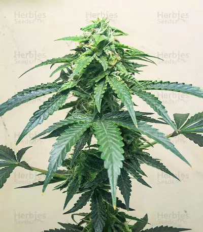 Roze Runtz feminisierte Samen (AlphaFem Seeds)