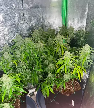 3 Bears OG Auto (Mephisto Genetics) Cannabis-Samen