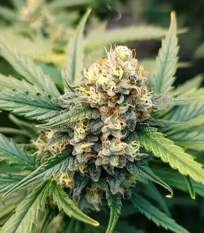 Auto Gorilla (00 Seeds)
