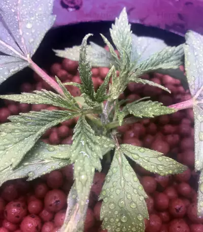Blue Dream (BlimBurn Seeds) Cannabis-Samen