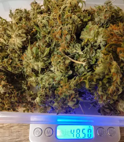 Buddha Magnum Auto (Buddha Seeds) Cannabis-Samen