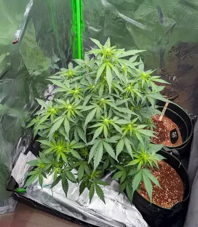 Candy Cane Mango Autoflower feminisierte Samen (Seedkeepers)