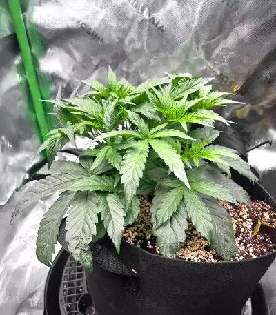 Double Grape Auto (Mephisto Genetics) Cannabis-Samen