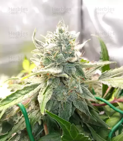 Double Grape Auto (Mephisto Genetics) Cannabis-Samen