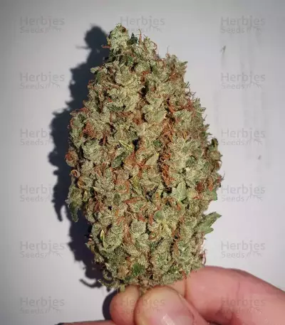 Gorilla Z (Big Head Seeds) Cannabis-Samen