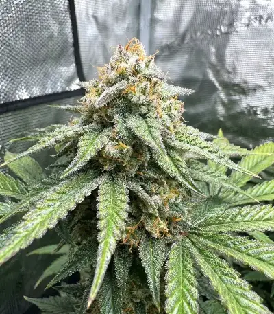 Hybrid X (Cream of the Crop Seeds) Cannabis-Samen