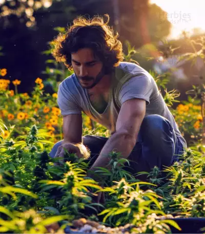 LSD feminisierte Samen (Barney’s Farm)