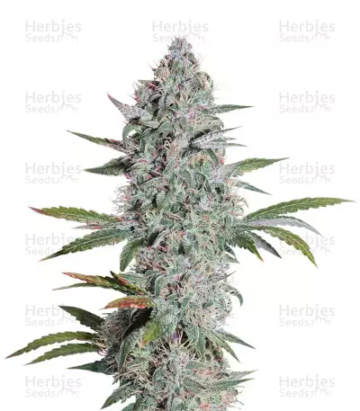 Mango OG Auto Samen feminisiert (Humboldt Seeds Organization)