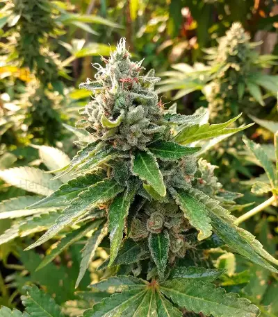 Medi Bomb 2 (Bomb Seeds) Cannabis-Samen