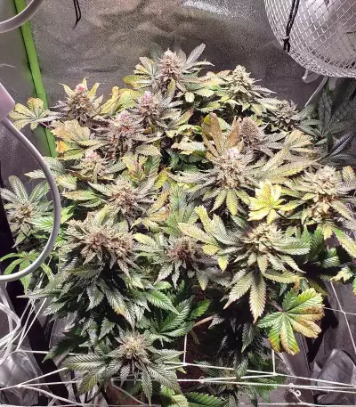 Mimosa EVO feminisierte Samen (Barney's Farm)